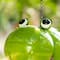 Glitzhome® 9" Metal Glossy Frog Outdoor Garden Birdhouse